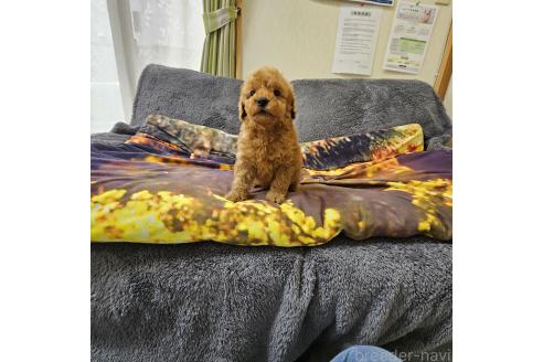 成約済の埼玉県のタイニープードル-373273の4枚目