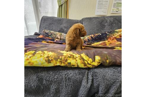 成約済の埼玉県のタイニープードル-373273の3枚目