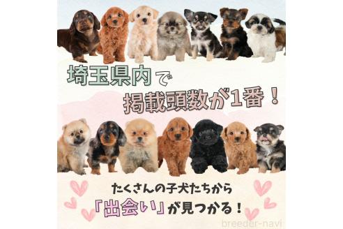 成約済の埼玉県のポメラニアン-373412の7枚目