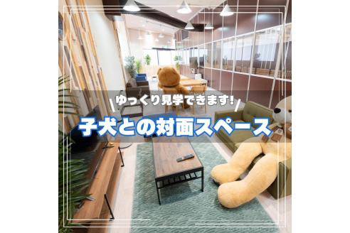 成約済の埼玉県のポメラニアン-373412の5枚目
