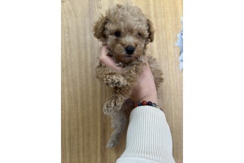 成約済の埼玉県のミックス犬-373423の8枚目