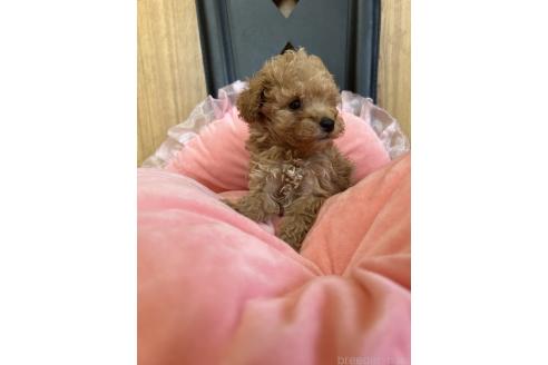 成約済の埼玉県のミックス犬-373423の7枚目