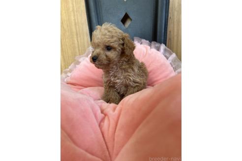 成約済の埼玉県のミックス犬-373423の6枚目