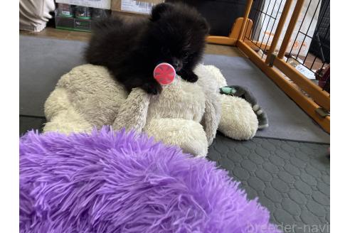 成約済の福岡県のポメラニアン-373443の3枚目