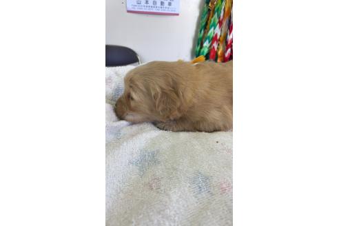 成約済の埼玉県のゴールデンレトリーバー-373441の3枚目