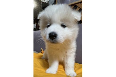成約済の北海道のサモエド-373448の6枚目