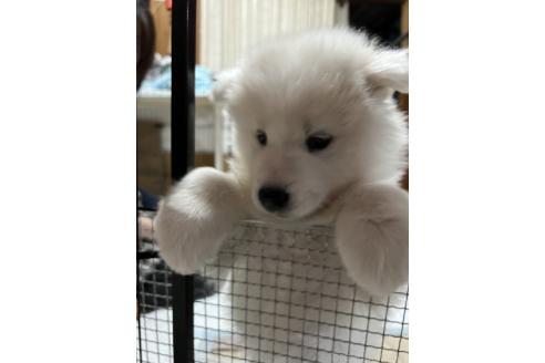 成約済の北海道のサモエド-373448の4枚目