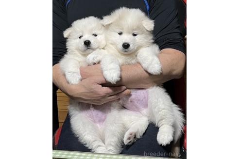 成約済の北海道のサモエド-373449の2枚目