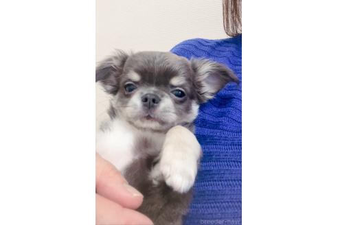 成約済の愛媛県のチワワ(ロングコート)-373458の6枚目