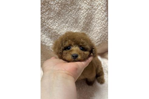 成約済の山形県のタイニープードル-365019の7枚目