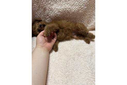 成約済の山形県のタイニープードル-365019の5枚目