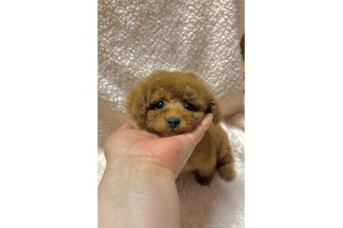 成約済の山形県のタイニープードル-365019の3枚目