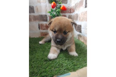 成約済の鹿児島県の柴犬-373461の3枚目