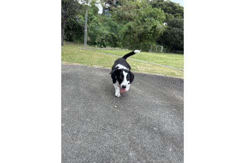 成約済の沖縄県のミックス犬-370279の6枚目
