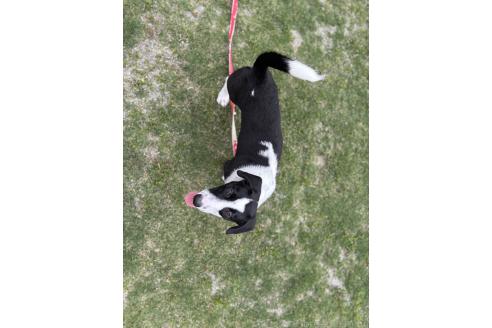 成約済の沖縄県のミックス犬-370279の3枚目
