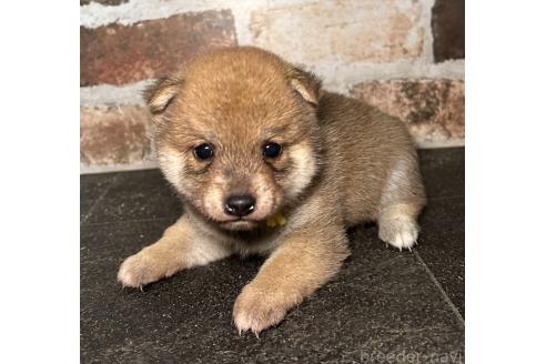 成約済の福岡県の豆柴-371845の8枚目