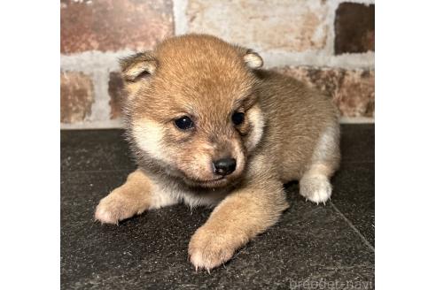 成約済の福岡県の豆柴-371845の6枚目