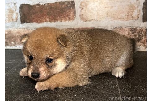成約済の福岡県の豆柴-371845の5枚目