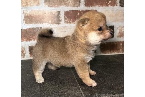 成約済の福岡県の豆柴-371845の4枚目