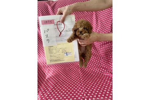 成約済の北海道のタイニープードル-373493の4枚目