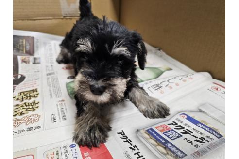 成約済の愛知県のミニチュアシュナウザー-373514の4枚目