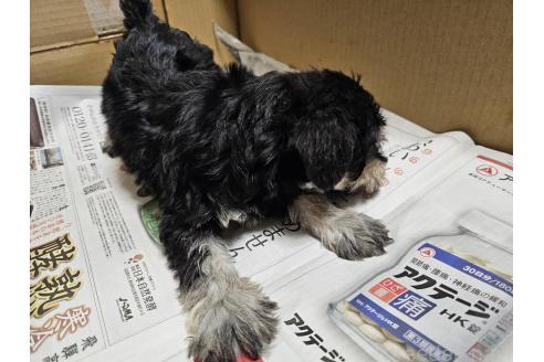 成約済の愛知県のミニチュアシュナウザー-373514の3枚目