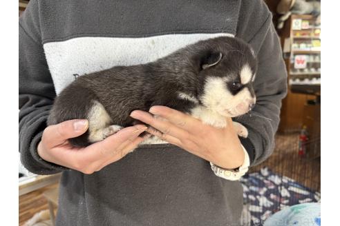 成約済の長野県のシベリアンハスキー-373518の5枚目