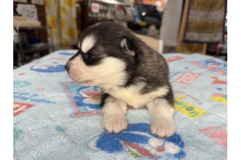 成約済の長野県のシベリアンハスキー-373518の3枚目