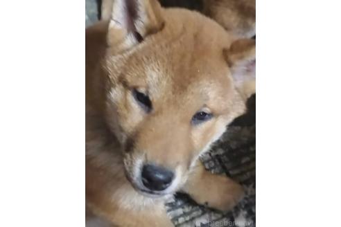 販売中の岐阜県の柴犬-350788
