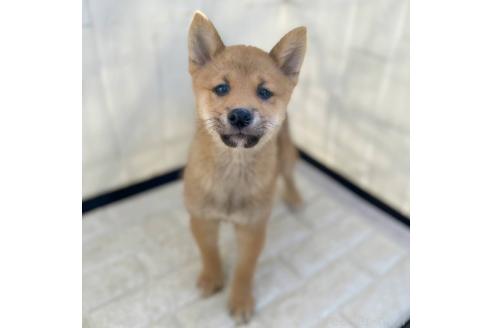 成約済の茨城県の豆柴-373526の9枚目