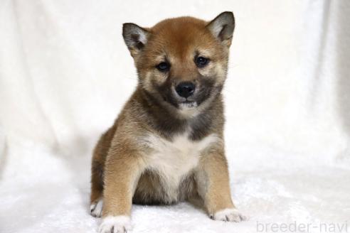 成約済の滋賀県の柴犬-373546の15枚目