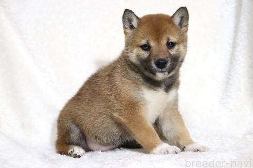 成約済の滋賀県の柴犬-373546の14枚目
