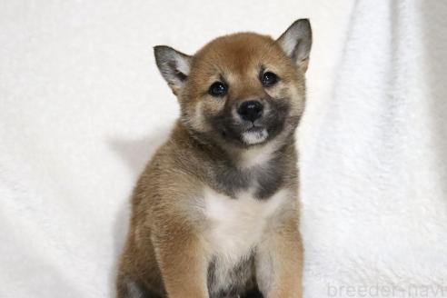 成約済の滋賀県の柴犬-373546の13枚目