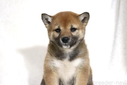 成約済の滋賀県の柴犬-373546の12枚目