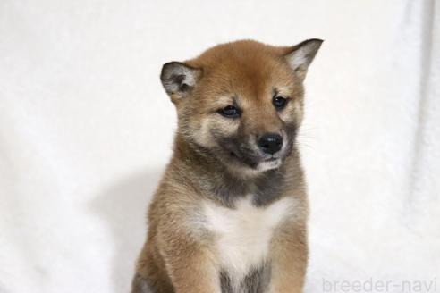 成約済の滋賀県の柴犬-373546の11枚目