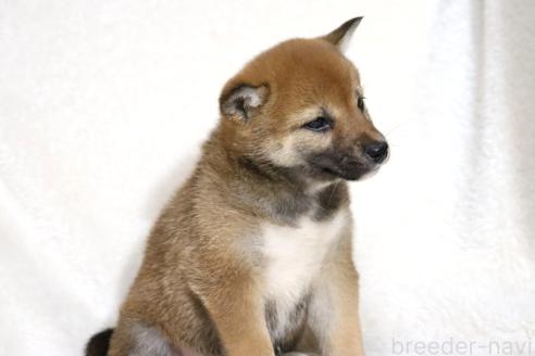 成約済の滋賀県の柴犬-373546の10枚目