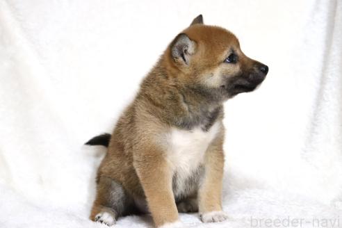 成約済の滋賀県の柴犬-373546の9枚目