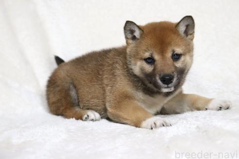 成約済の滋賀県の柴犬-373546の8枚目