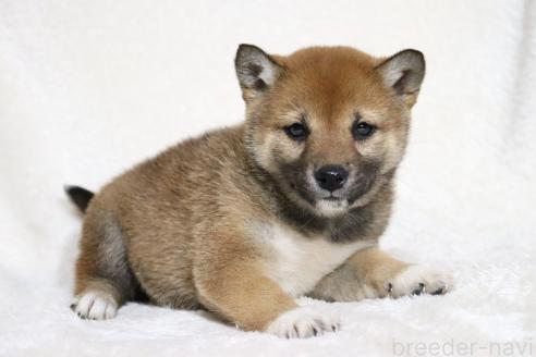 成約済の滋賀県の柴犬-373546の7枚目