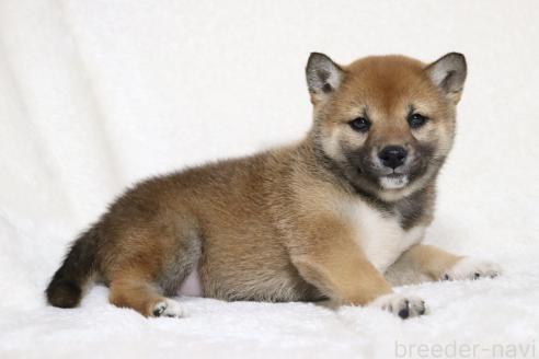 成約済の滋賀県の柴犬-373546の6枚目