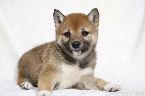 成約済の滋賀県の柴犬-373546の5枚目