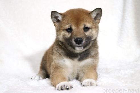 成約済の滋賀県の柴犬-373546の4枚目