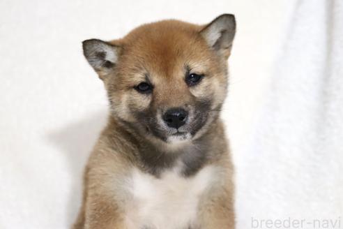 成約済の滋賀県の柴犬-373546の3枚目