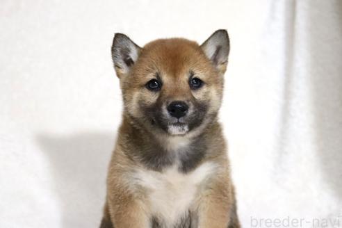 成約済の滋賀県の柴犬-373546の2枚目