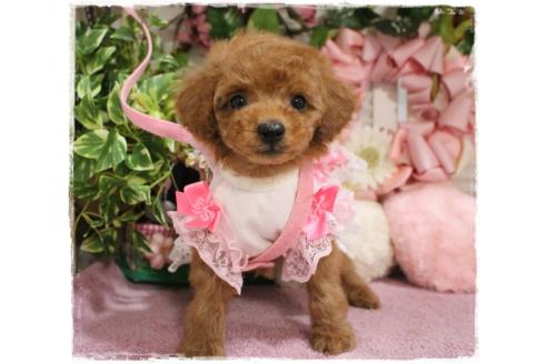 成約済の岡山県のタイニープードル-371295の2枚目