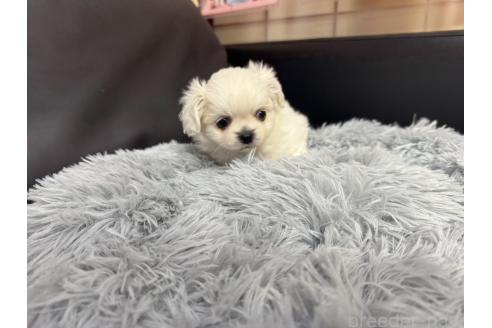 成約済の岐阜県のミックス犬-367317の7枚目