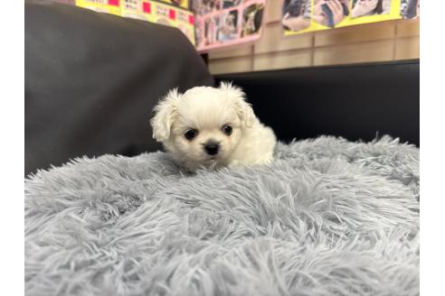成約済の岐阜県のミックス犬-367317の6枚目