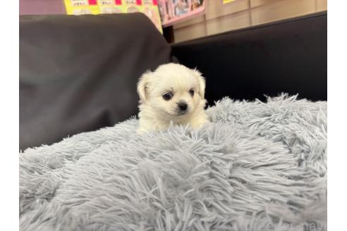 成約済の岐阜県のミックス犬-367316の4枚目