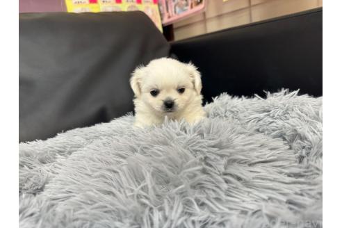 成約済の岐阜県のミックス犬-367316の3枚目