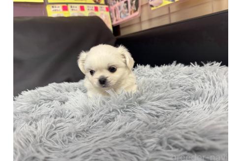 成約済の岐阜県のミックス犬-367316の2枚目